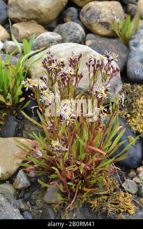 An der Küste blüht das Tripolium pannonicum mit violetten Blumen an einer felsigen Küste Stockfoto