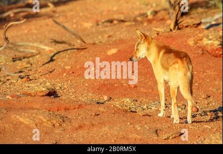 Rückblick auf Dingo, Canis Dingo, Canis Dingo, einen wilden Hund, der in Australien gefunden wird, auf dem roten Sand des australischen Outback. Desert Park bei Alice Stockfoto