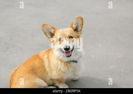 Ein gelber, süßer corgi vor dem grauen Hintergrund Stockfoto