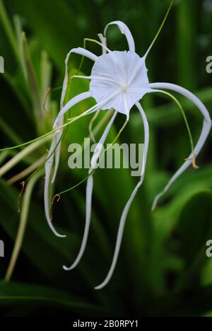 Schöne einzelne weiße Spinnenlilienblume, weicher Hintergrund Stockfoto