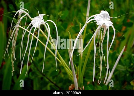 Weiße Spinnenlilie blüht in einem Garten, verschwommener Hintergrund Stockfoto