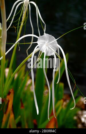 Portraitaufnahme einer weißen Spinnenlilienblume, dunkler verschwommener Hintergrund Stockfoto