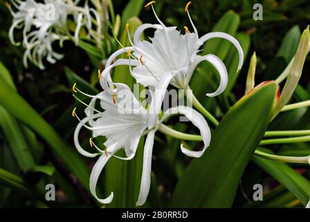 Nahaufnahme weißer Spinnenlilienblüten, dunkler verschwommener Hintergrund Stockfoto