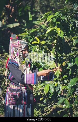 Frau Hand erntet die Kaffeebohnen und Erntet die Kaffeebohne aus dem Kaffeebaum Stockfoto