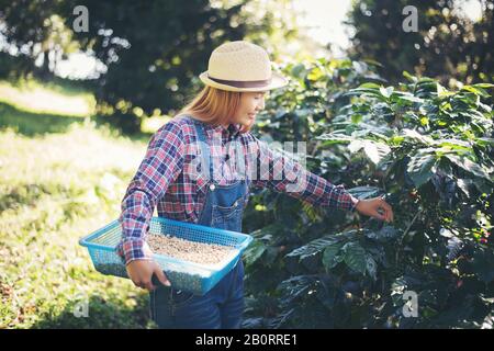 Frau Hand erntet die Kaffeebohnen und Erntet die Kaffeebohne aus dem Kaffeebaum Stockfoto