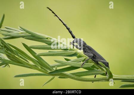 Der steinbockkäfig Cerambyx scopolii in Tschechien Stockfoto
