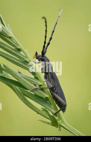 Der steinbockkäfig Cerambyx scopolii in Tschechien Stockfoto