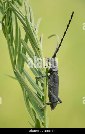Der steinbockkäfig Cerambyx scopolii in Tschechien Stockfoto