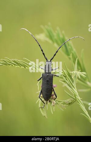 Der steinbockkäfig Cerambyx scopolii in Tschechien Stockfoto