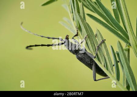 Der steinbockkäfig Cerambyx scopolii in Tschechien Stockfoto