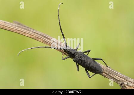 Der steinbockkäfig Cerambyx scopolii in Tschechien Stockfoto