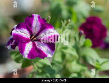 Blumenbeet mit blühenden Petunien.Schöne violette Petunia blüht im Garten. Stockfoto