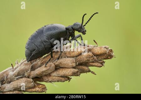 Weibchen eines Ölkäfers Meloe scabriusculus, einer seltenen und bedrohten Insektenart in Tschechien Stockfoto