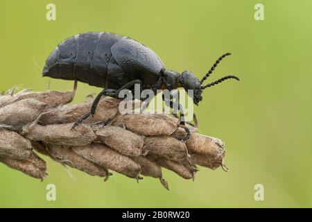 Weibchen eines Ölkäfers Meloe scabriusculus, einer seltenen und bedrohten Insektenart in Tschechien Stockfoto