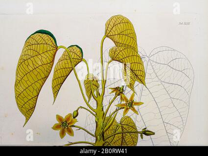 Giftige Frucht des Pangium-Knötchenbaums aus dem 19. Jahrhundert Manuskript 'Plantae Javanicae rariores, descriptae iconibusque illucatae, quas in in Stockfoto