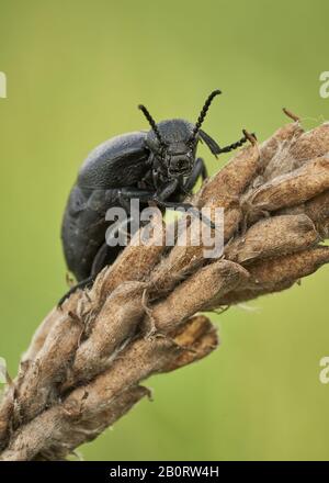 Weibchen eines Ölkäfers Meloe scabriusculus, einer seltenen und bedrohten Insektenart in Tschechien Stockfoto