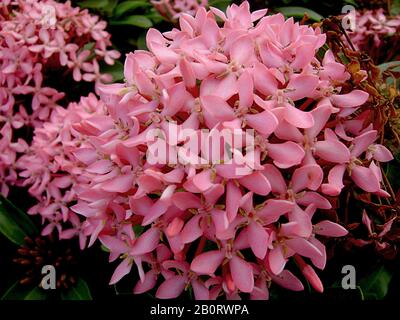 Nahaufnahme eines Haufens tropischer rosafarbener santan-blumen oder santan ixora Stockfoto