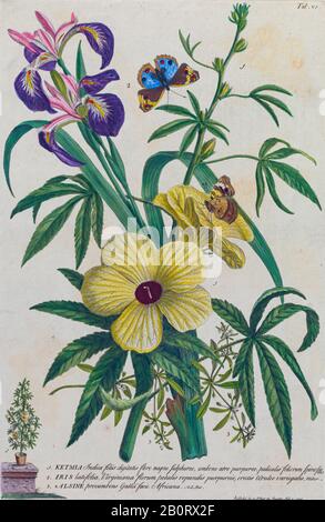 Ketmia und Irises Gravur, handfarbener Druck von Pflanzen und Schmetterlingen aus Plantae et Papiliones rariores (seltene Pflanzen und Schmetterlinge) von Ehret, Stockfoto