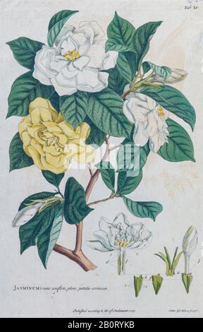 Jasmin (Jasminum) Gravur, handfarbener Druck von Pflanzen und Schmetterlingen aus Plantae et Papiliones rariores (seltene Pflanzen und Schmetterlinge) von Ehret, Stockfoto