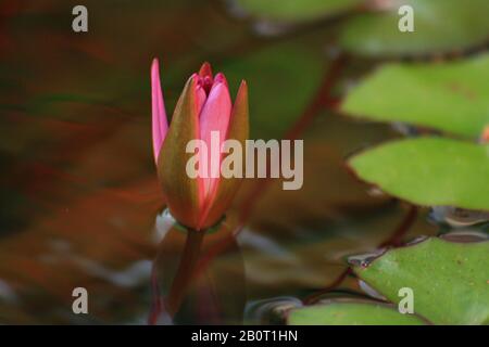 Ungeöffnete Knospe einer rosafarbenen Seerosenblume in einem Teich Stockfoto