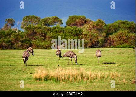 Emu (Dromaius novaehollandiae), Gruppe auf einer Wiese, Australien, Wilsons Promontory National Park Stockfoto