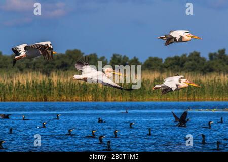 Ostweißpelikan (Pelecanus onocrotalus), in Flug- und Schwimmkormoranen, Rumänien, Donau-Delta Stockfoto