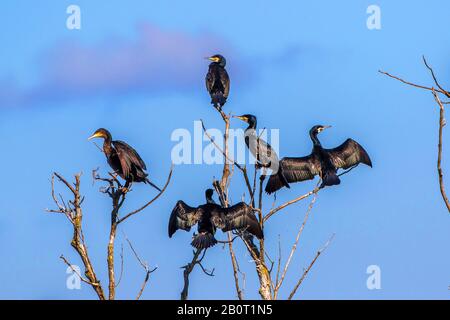 Großer Kormoran (Phalacrocorax carbo), fünf Kormorane an einem toten Baum, Rumänien Stockfoto