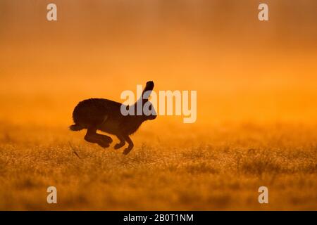 Europäischer Hase, brauner Hase (Lepus europaeus), im Morgengrauen über eine Wiese, Seitenansicht, Niederlande Stockfoto