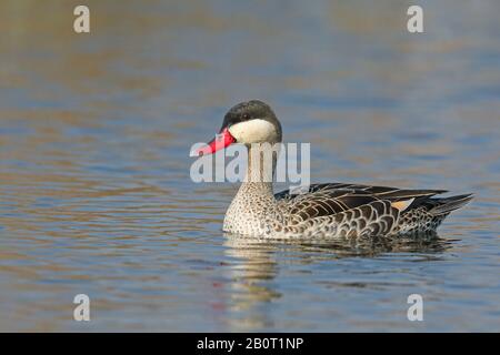 Rotschnabel-Pintail (Anas erythrorhyncha), Schwimmen, Südafrika, Vogelschutzgebiet Marievale Stockfoto