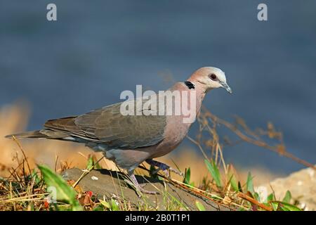 Rotäugige Taube (Streptopelia semitorquata), am Wasser sitzend, Südafrika, Vogelschutzgebiet Marievale Stockfoto