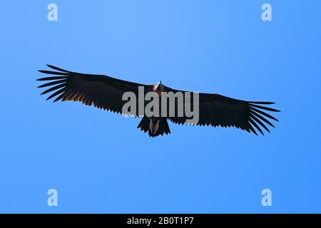 Lappet-faced Geier (Aegypius tracheliotus, Torgos tracheliotus), in Flight, Südafrika, Krueger-Nationalpark Stockfoto