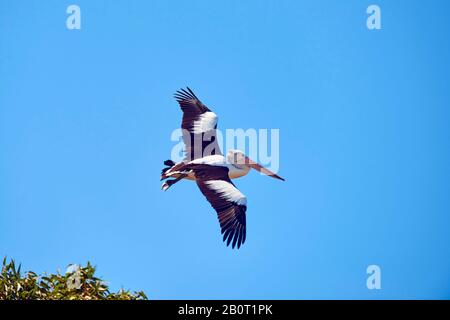 Australischer Pelikan (Pelecanus conspicillatus), im Flug, Australien, New South Wales, Millards Creek Stockfoto