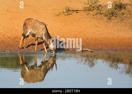 Nyala (Tragelaphus angasi), junger Mann, der am Wasserloch trinkt, Spiegelung, Südafrika, Kwa Zulu-Natal, Mkhuze Game Reserve Stockfoto