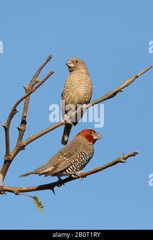 Paradise Sparrow (Amadina erythrocephala), Paar auf einem Busch sitzend, Krueger-Nationalpark Stockfoto