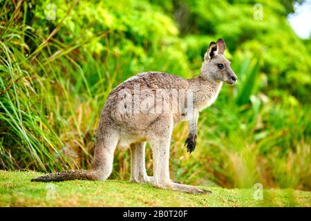 Ostgraues Känguru, ostgraues Känguru, Großartiges graues Känguru, Försterkänguru (Macropus giganteus), steht aufrecht, Australien, New South Wales, Kieselstrand Stockfoto