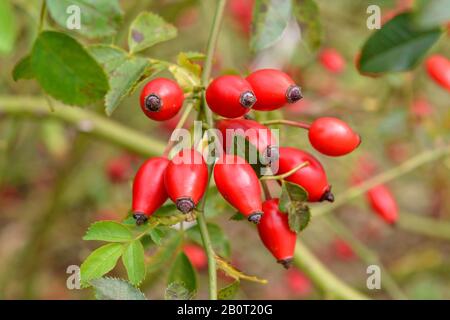 dog rose (Rosa canina), rose hips, Germany, Saxony Stockfoto