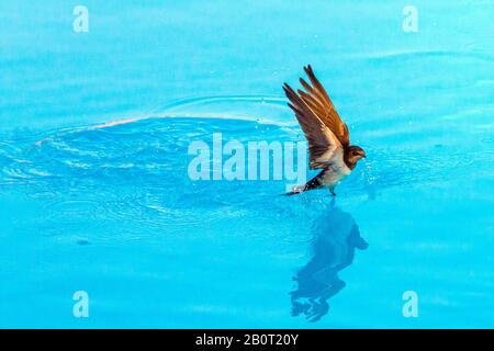 Scheune Schwalbe (Hirundo rustica), nimmt Wasser ab, Griechenland Stockfoto