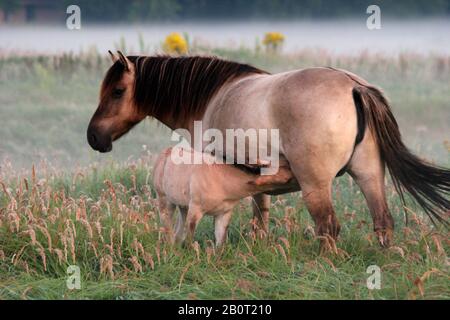 Tarpan (Equus ferus gmelini, Equus gmelini), Fohlen saugend von seiner Mutter, Niederlande, Wassenaar Stockfoto