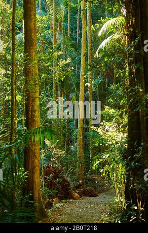 Pfad im Regenwald, Australien, Queensland, Mary Cairncross Scenic Reserve Stockfoto