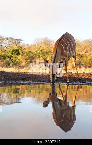 Nyala (Tragelaphus angasi), weibliche Trinkerin an einem Wasserloch, Spiegelbild, Südafrika, Kwa Zulu-Natal, Zimanga Game Reserve Stockfoto