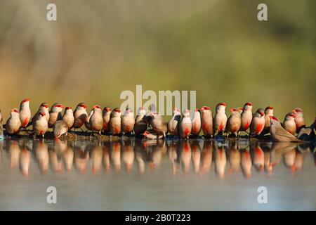 Common Waxbill (Estrilda astrild), Gruppe bei Waterhole, Südafrika, Kwa Zulu-Natal, Zimanga Game Reserve Stockfoto