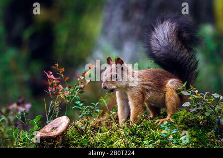 Europäisches Rothörnchen, Eurasisches Rothörnchen (Sciurus vulgaris), auf Moos sitzend und essend, Seitenansicht, Finnland Stockfoto