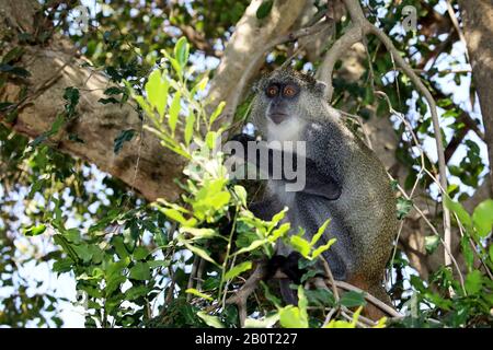 Sykes Affe (Cercopithecus albogularis), sitzend auf einem Zweig an einem Baum, Südafrika, Kwa Zulu-Natal, iSimangaliso National Park Stockfoto