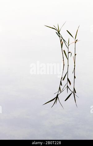 Reed-Gras, gewöhnliches Schilf (Phragmites communis, Phragmites australis), junger Reed, der in Wasser reflektiert, Niederlande, Südholland, Ganzenhoek Stockfoto