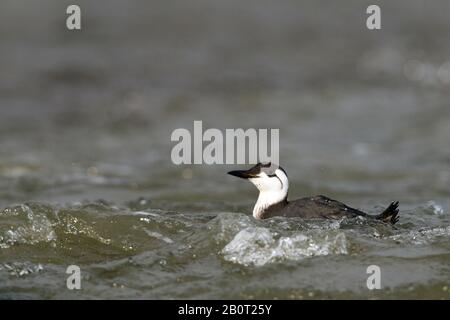 Gemeiner guillemot (Uria aalge), erwachsen im Wintergefieder auf dem Meer, Niederlande, Südholland Stockfoto
