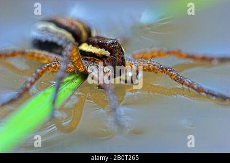 Fimbrische Fischspinne (Dolomedes fimbriatus), auf Wasseroberfläche, Polen Stockfoto