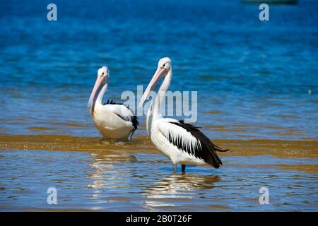 Australischer Pelikan (Pelecanus conspicillatus), am Strand, Australien, New South Wales, Millards Creek Stockfoto