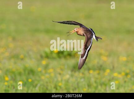 Uferschnepfe (Limosa limosa), im Flug, Niederlande Stockfoto