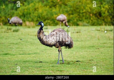 Emu (Dromaius novaehollandiae), drei Emus auf dem Futter, Australien, Victoria Stockfoto