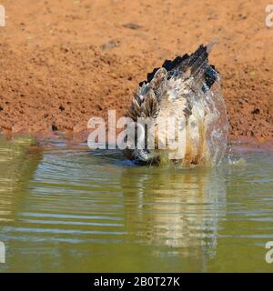 Afrikanischer Wildgeier (Gyps africanus), der in einem Wasserloch baden kann, Südafrika, Kwa Zulu-Natal, Mkhuze Game Reserve Stockfoto